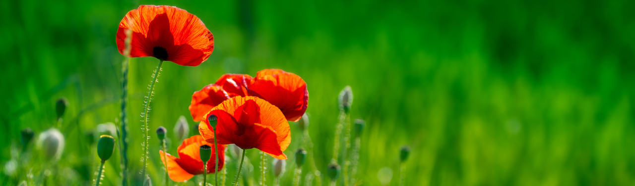Bannière Coquelicots